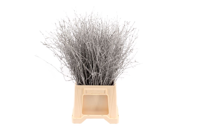 <h4>Berk ( Birch ) Silver</h4>