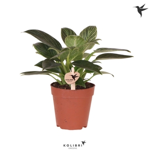 Kolibri Greens Philodendron White Measure