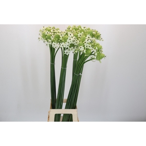 Ornithogalum Saundersiae