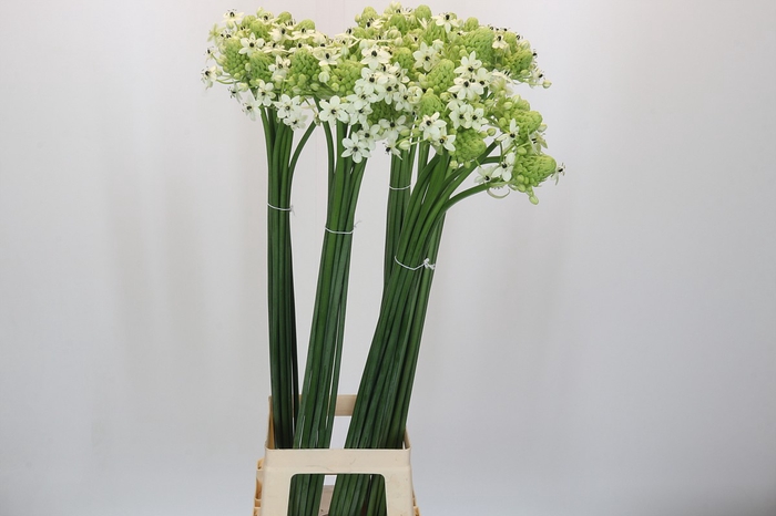 Ornithogalum Saundersiae