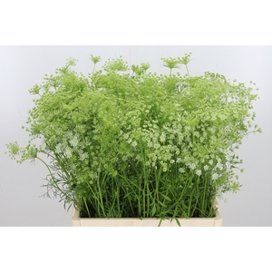 Ammi Majus Dille Wit