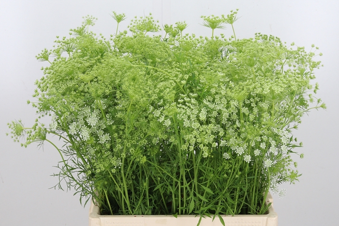 <h4>Ammi Majus Dille Wit</h4>