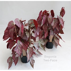 Begonia Two Face 14cm