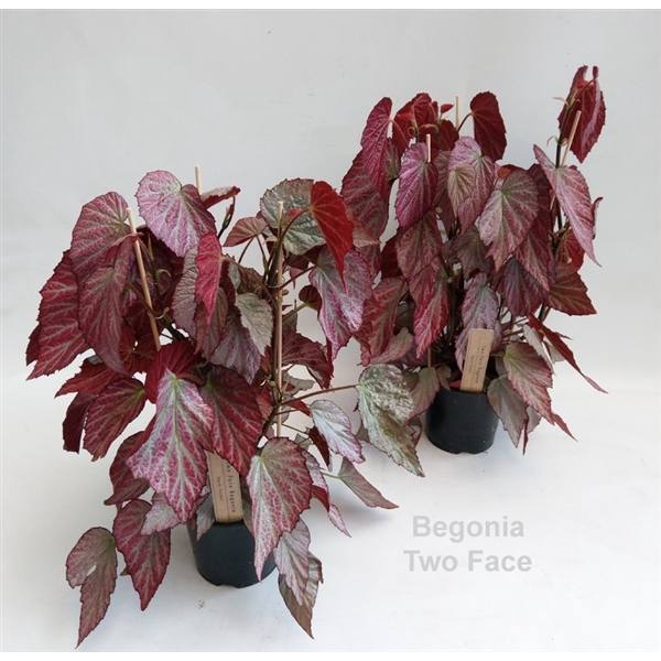 <h4>Begonia Two Face 14cm</h4>