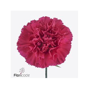 Dianthus st zeppelin