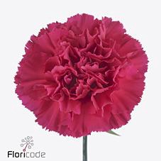 <h4>Dianthus st zeppelin</h4>