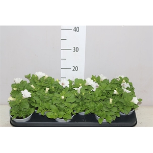 Petunia White