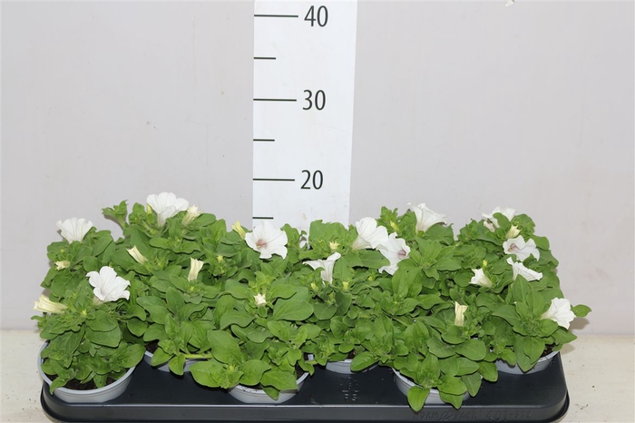 <h4>Petunia White</h4>