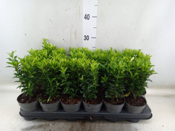 <h4>Euonymus japon. 'Green Spire'</h4>