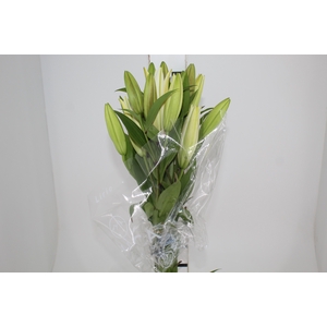 LIRIO SARONNO 090 CM HT MIN 2 FLS BRANCO