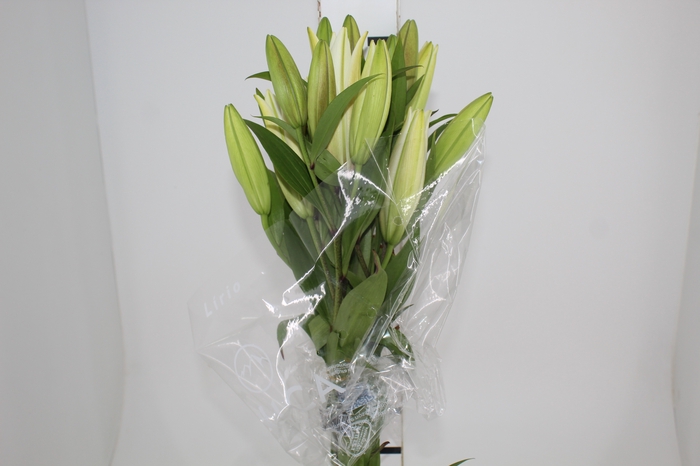 <h4>LIRIO SARONNO 090 CM HT MIN 2 FLS BRANCO</h4>