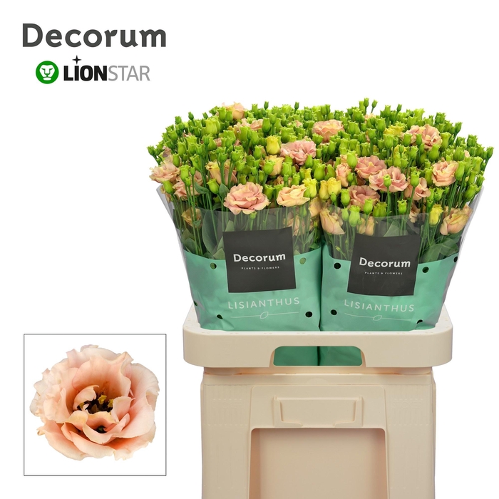 <h4>Eustoma gef Sabrina Orange</h4>