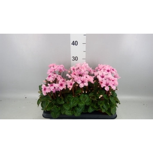 Cyclamen KL 'Illusia'