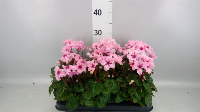 <h4>Cyclamen KL 'Illusia'</h4>
