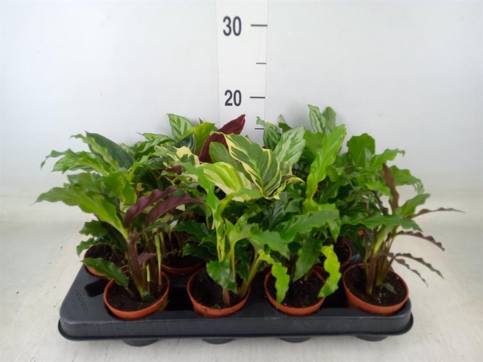 <h4>Calathea ...mix</h4>