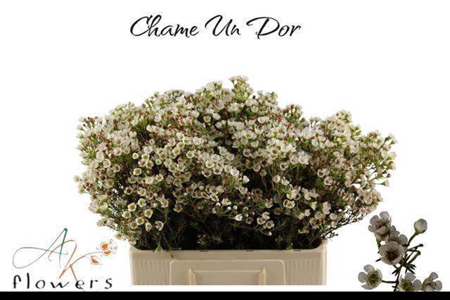 <h4>CHAME UN DOR</h4>