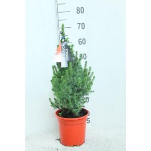 PICEA GL CONICA