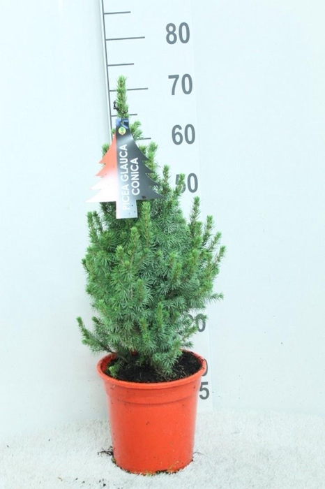 <h4>PICEA GL CONICA</h4>