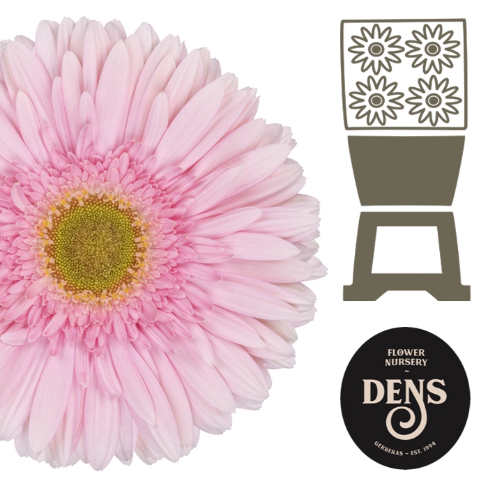 <h4>Gerbera Romella Diamond</h4>