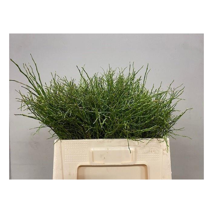 <h4>VACC MYRTILLUS</h4>