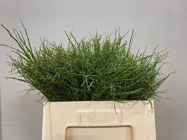 <h4>VACC MYRTILLUS</h4>