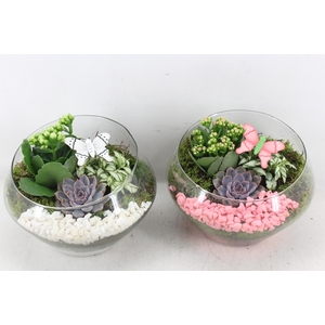 arr2 PL - Glas schaaltje olay x2  - roze/wit