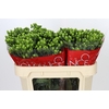 Hypericum Jungle Romance Spray