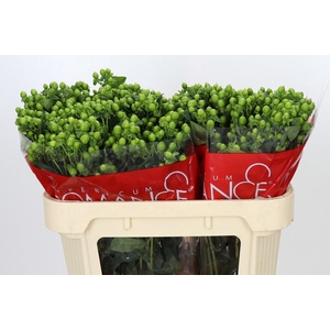 Hypericum Jungle Romance Spray
