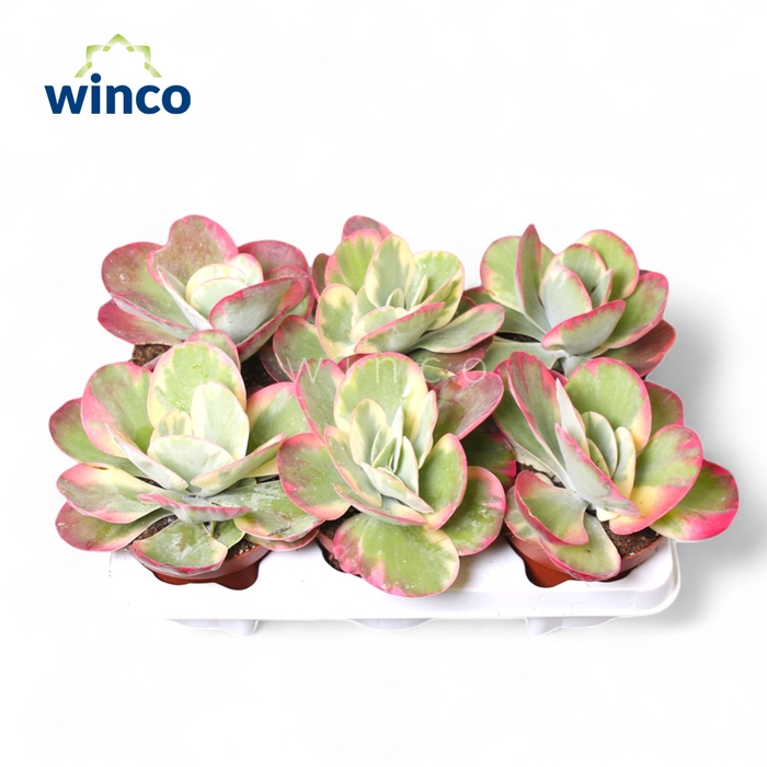 <h4>Kalanchoe Thyrsiflora Variegata</h4>