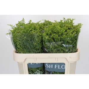 Solidago Golden Glory