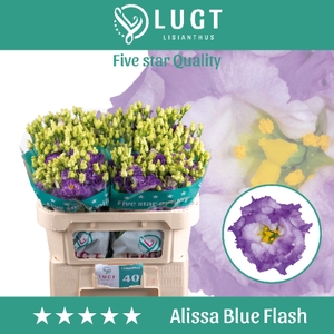 Lisianthus Alissa Blue Flash