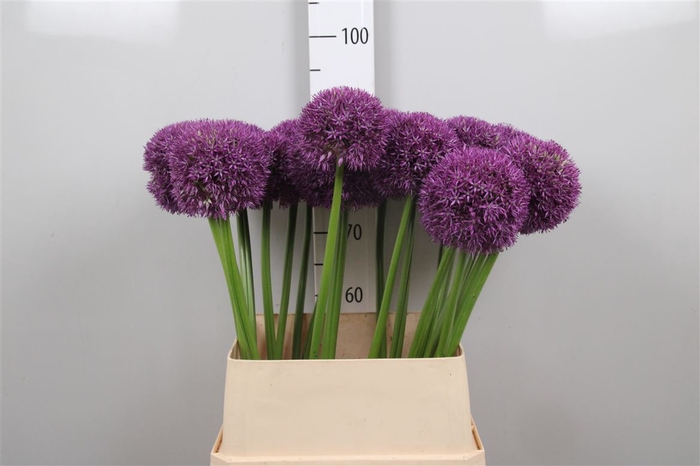 <h4>Allium Pinball Wizar</h4>
