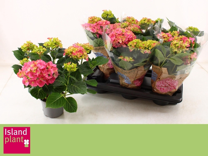 <h4>HYDR M EARLY ROSA</h4>