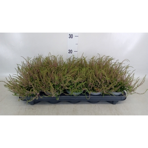 Calluna vulg. 'Tib'