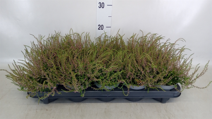 <h4>Calluna vulg. 'Tib'</h4>