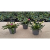 Lewisia cotyledon