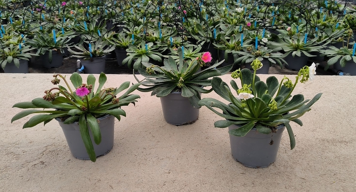 Lewisia cotyledon