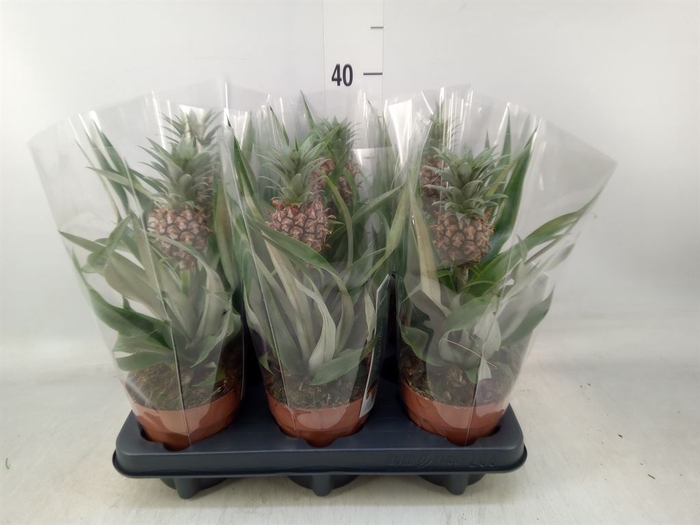<h4>Ananas  'Rosita'</h4>