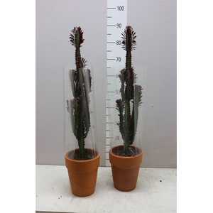 Euphorbia Trigona Rubra Stenen Pot