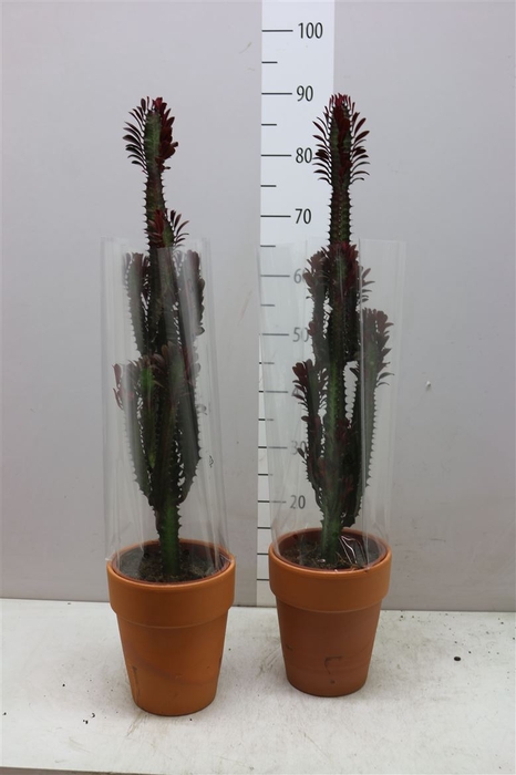 Euphorbia Trigona Rubra Stenen Pot