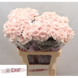 DI ST BRIDAL DAMASCU