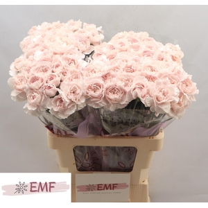 DI ST BRIDAL DAMASCU