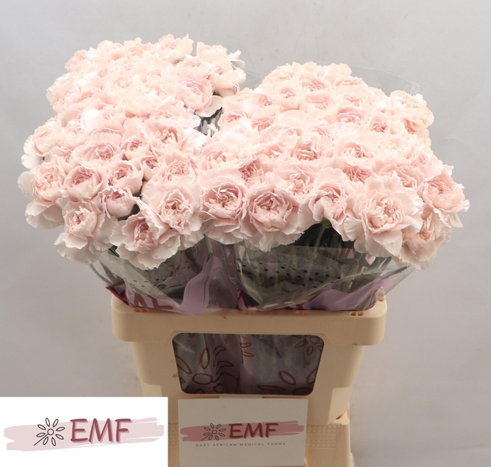 <h4>DI ST BRIDAL DAMASCU</h4>