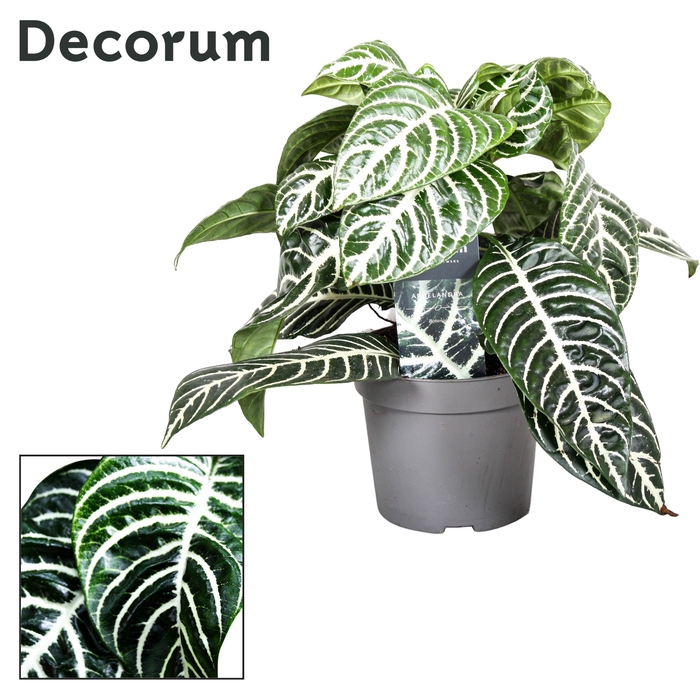 <h4>Aphelandra Sq Green</h4>