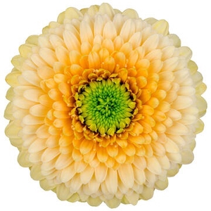 Germini Pomponi SaturnSaturn Diamond