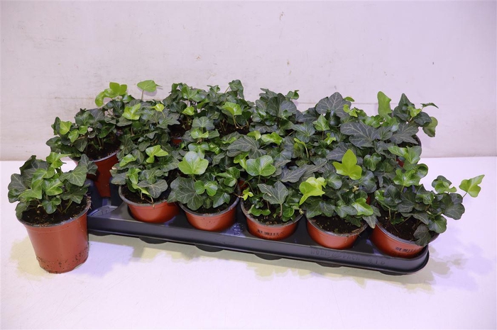 <h4>Hed He Wonder</h4>