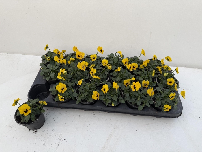 <h4>VIO CO SORBET GEM</h4>