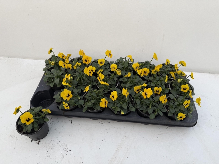 <h4>VIO CO SORBET GEM</h4>