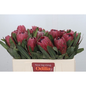 Protea Red Ice