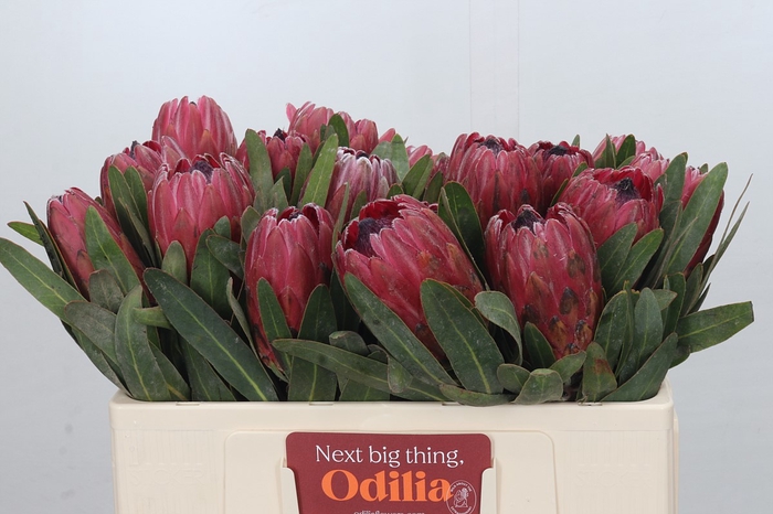 <h4>Protea Red Ice</h4>